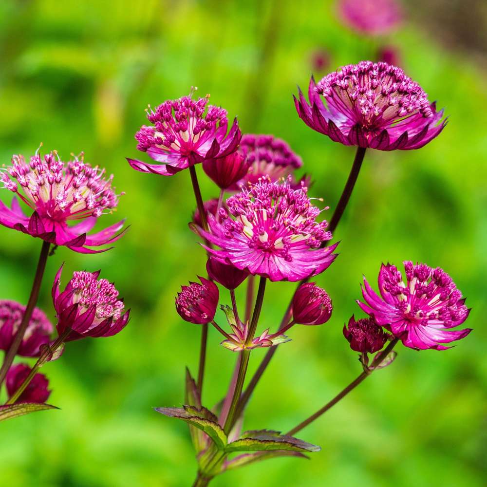 Stjerneskærm 'Major Rosea'
